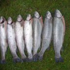 Weiher & Backfischfest 2019